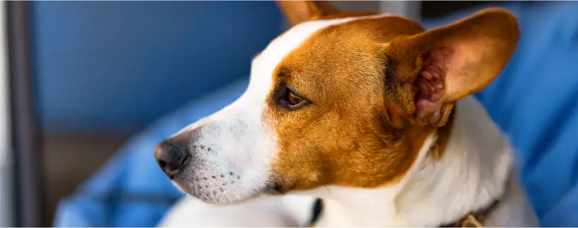 Jak często odrobaczać psa, aby uniknąć problemów zdrowotnych?