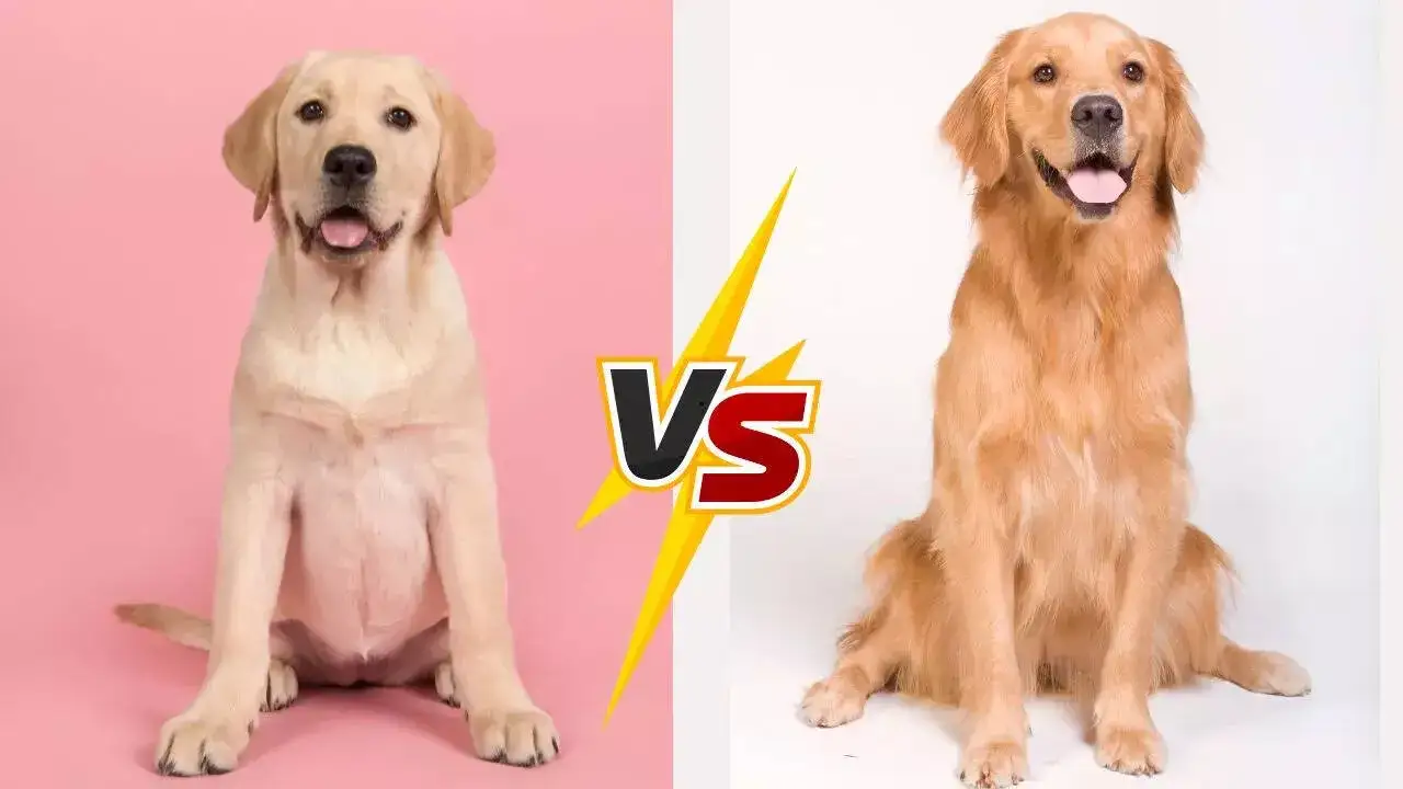 Labrador vs Golden Retriever: Który pies pasuje do Ciebie?