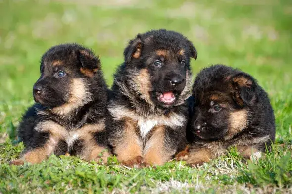 Czym karmić owczarka niemieckiego, aby zapewnić mu zdrowie?