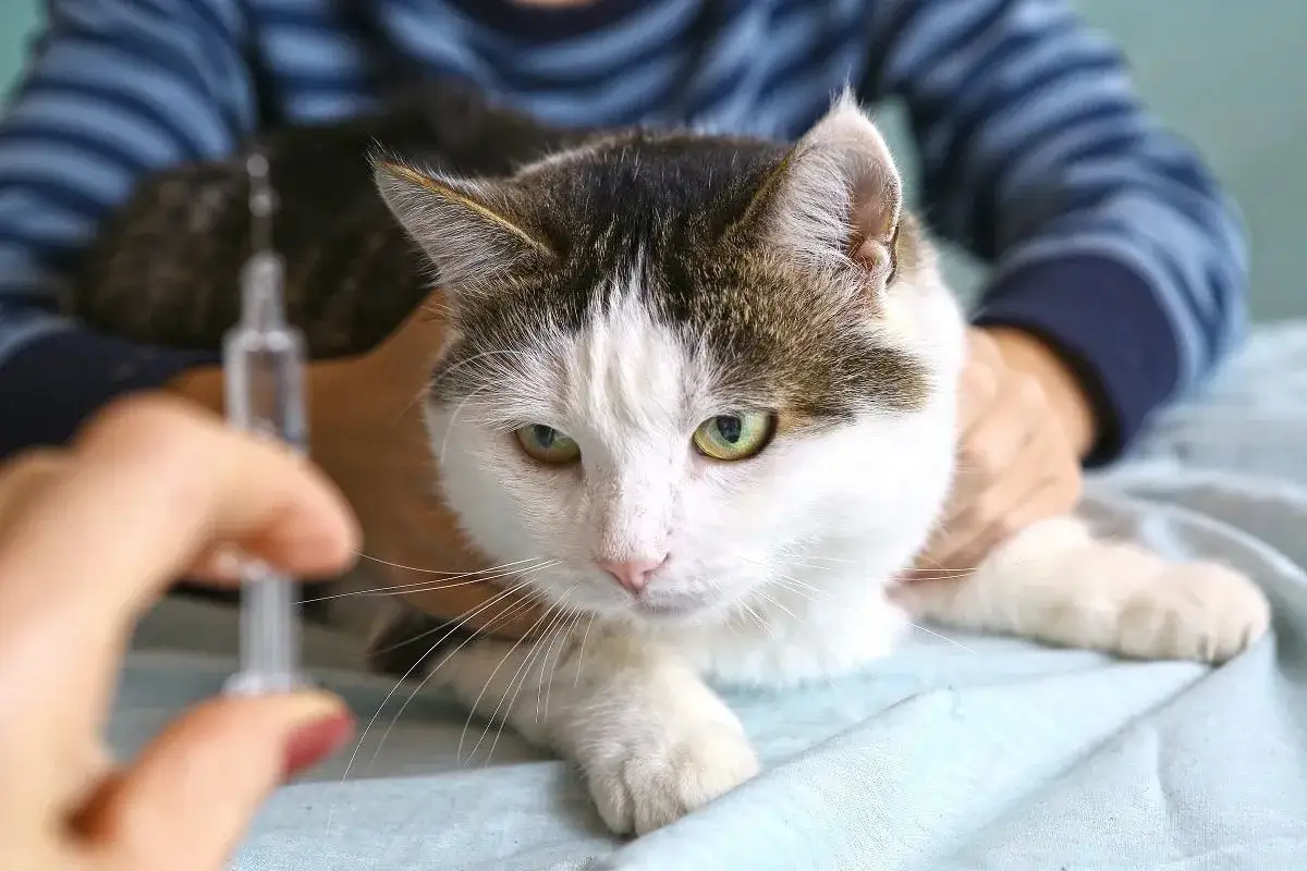 Cukrzyca u kota objawy: jak rozpoznać i uniknąć poważnych problemów