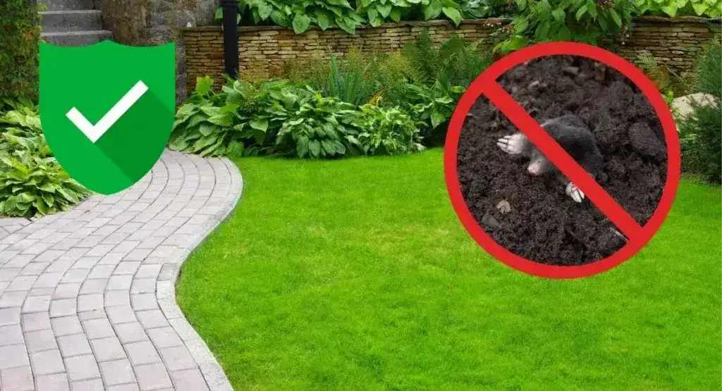 Skuteczne sposoby na to, jak pozbyć się kreta z ogrodu i odzyskać przestrzeń