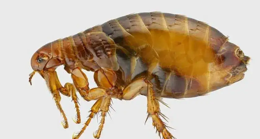 Pchły jak się rozmnażają – poznaj ich cykl życia i rozwój