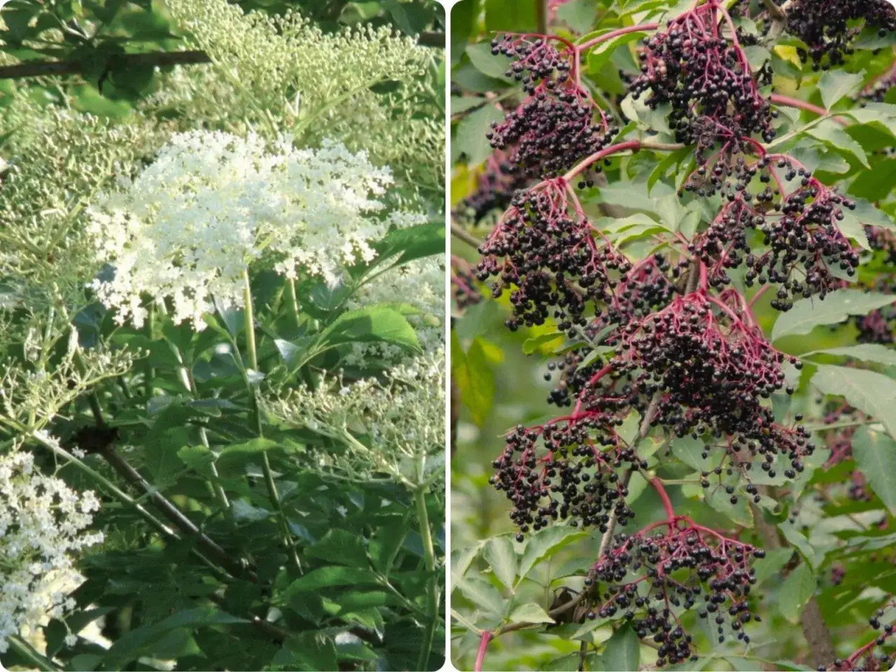 Jak kwitnie czarny bez? Pełny przewodnik i sekrety obfitości