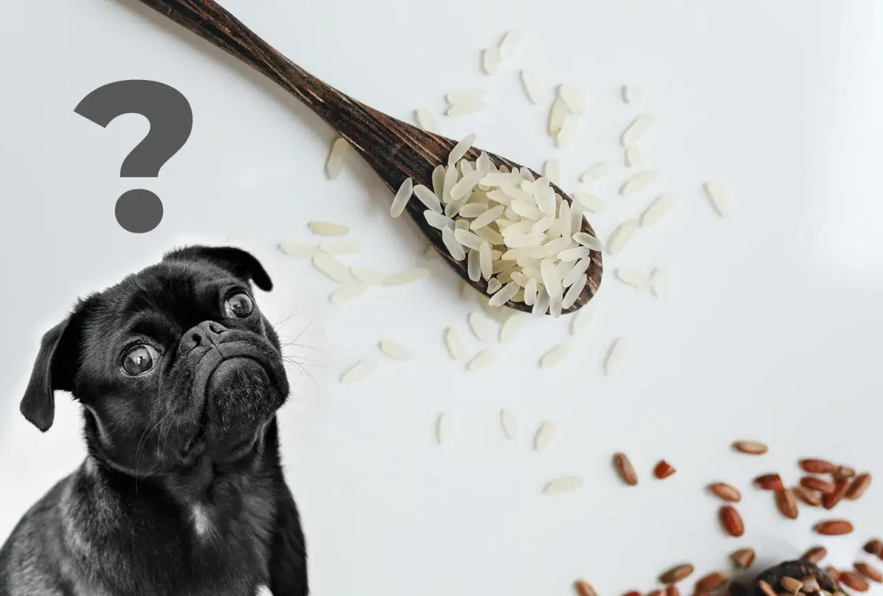 Czy szczeniak może jeść ryż? Poznaj 3 złote zasady!