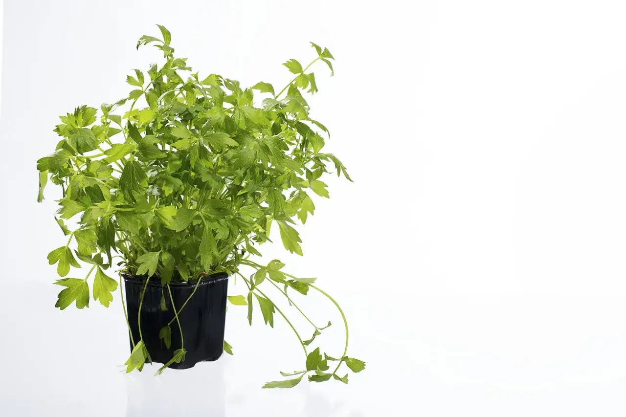 Zielona kolendra w doniczce, idealna do kuchni. Gdzie kupić świeże zioła?