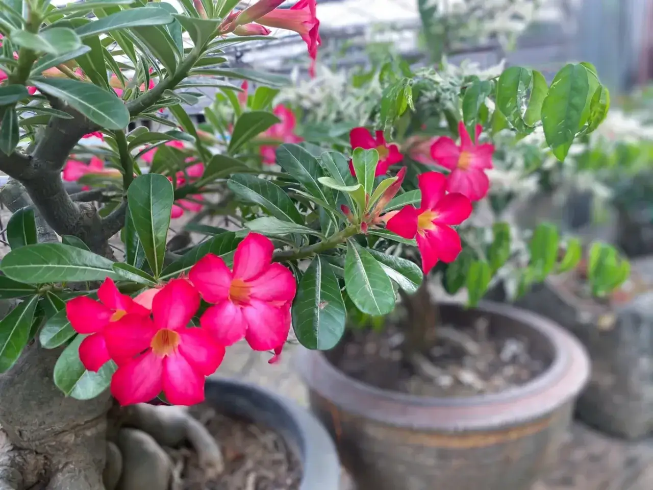 Intensywnie różowy róża pustyni kwiat, z żółtym środkiem, rozkwita na tle zielonych liści i pnia.