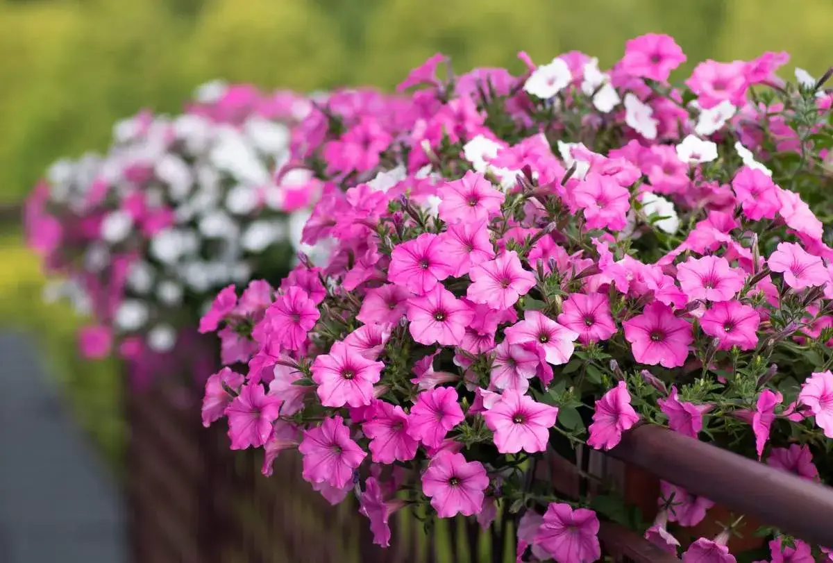 Jakie rośliny na balkon wybrać, by uniknąć niepowodzeń w uprawie?