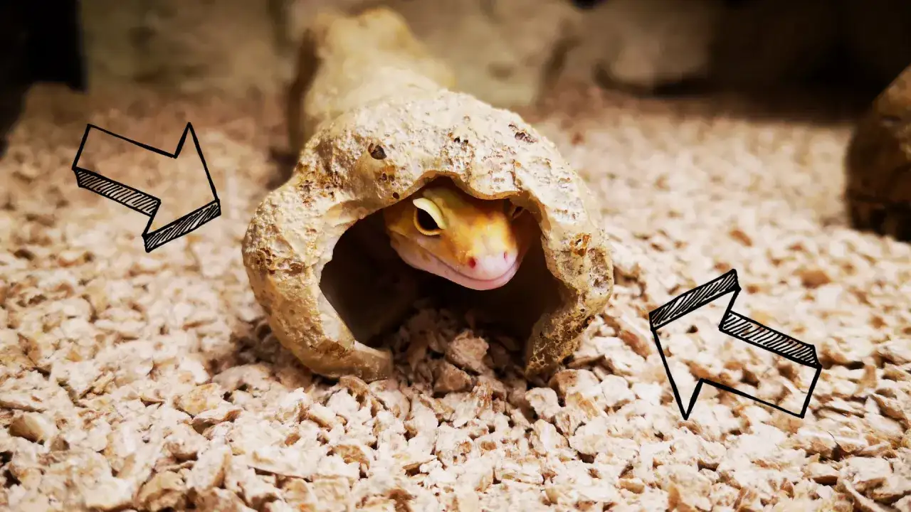 Gekon leopardzi wychyla głowę z kryjówki na tle żwirku.