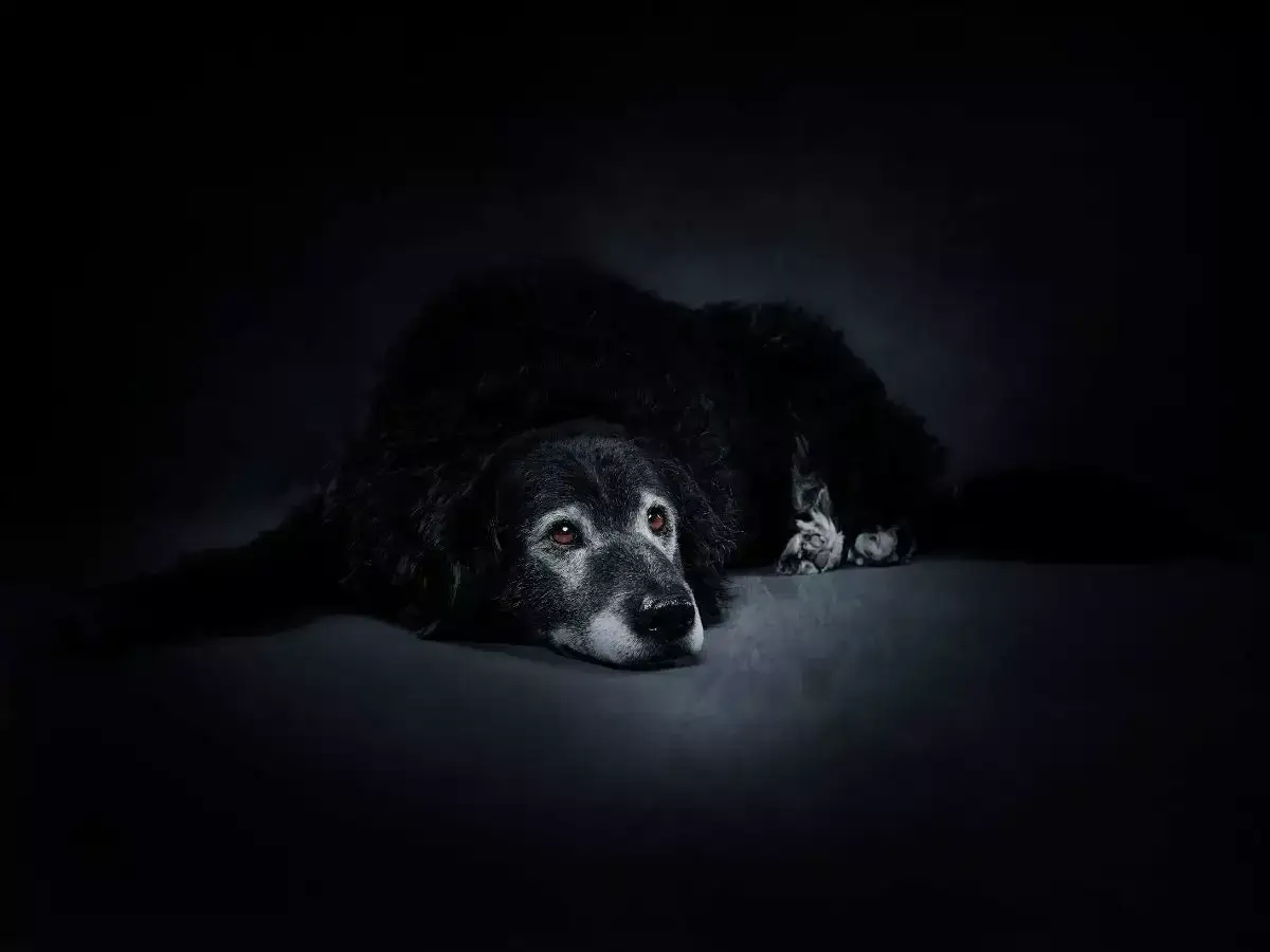 Jak wygląda uśpienie psa? Bezbolesne pożegnanie i wsparcie