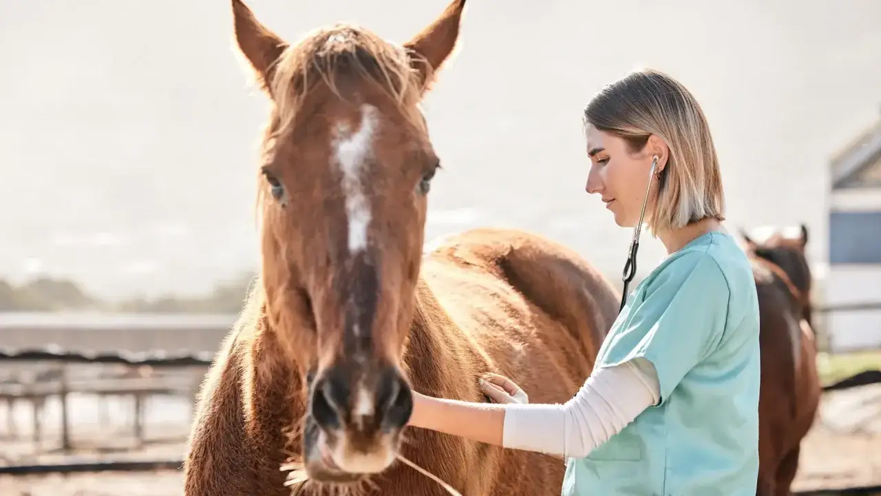 Weterynarz bada konia, sprawdzając, czy nie ma flegmony. Koń jest brązowy, a weterynarz ma stetoskop.