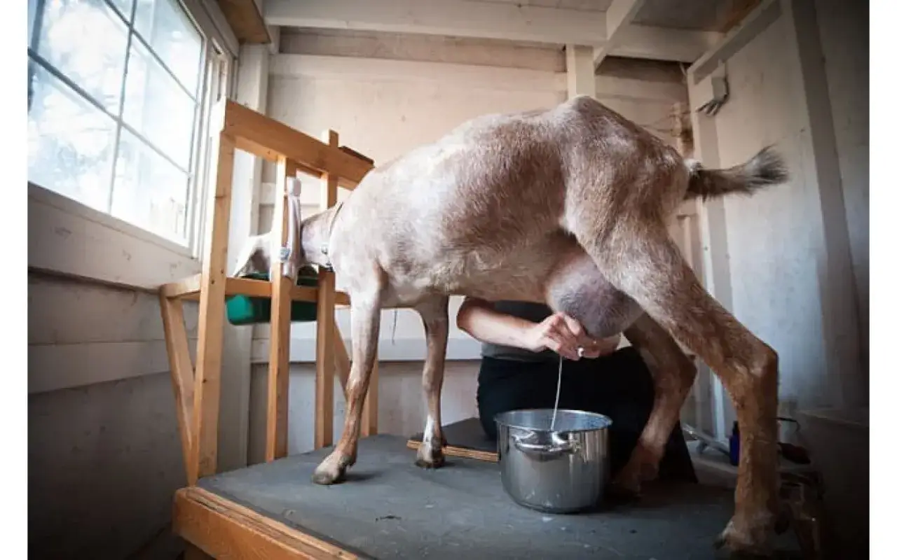 Ser kozi Chavroux: łagodny smak, przepisy i gdzie go znaleźć?