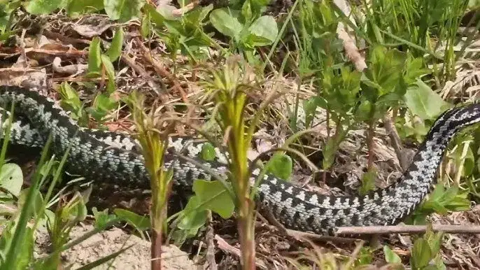 Jak się rozmnażają żmije? Zaskakujące fakty o ich życiu i rozwoju