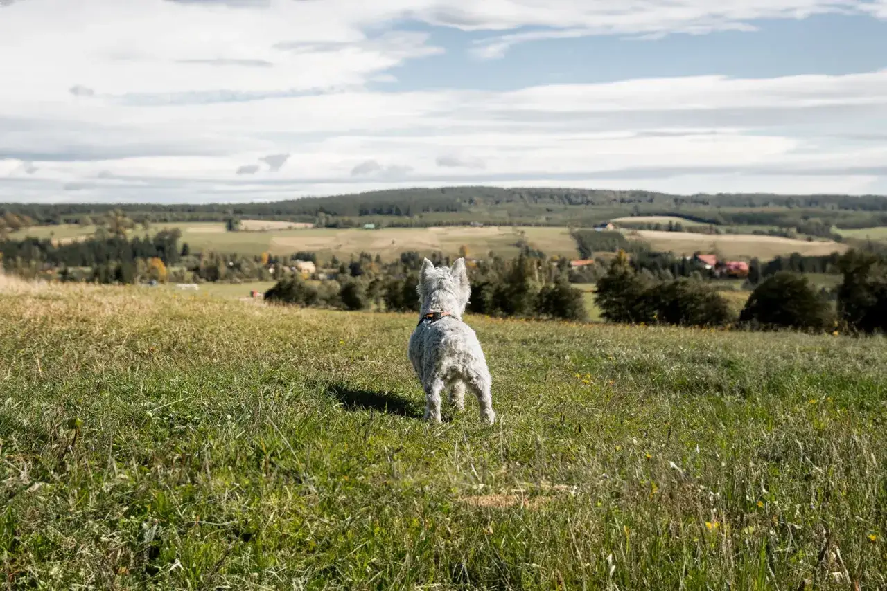 West highland white terrier na tarnicy, wpatrzony w krajobraz.