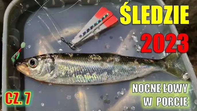 Śledzie w Bałtyku: Kiedy łowić, by mieć pełne wiadro? Poradnik