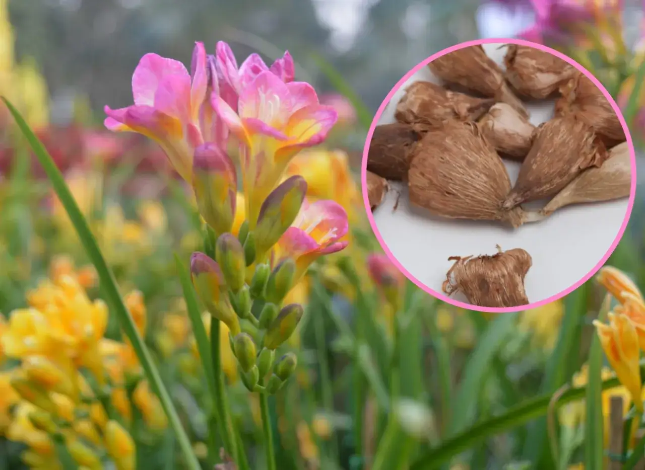 Jak sadzić frezje ogrodowe i uniknąć najczęstszych błędów w uprawie