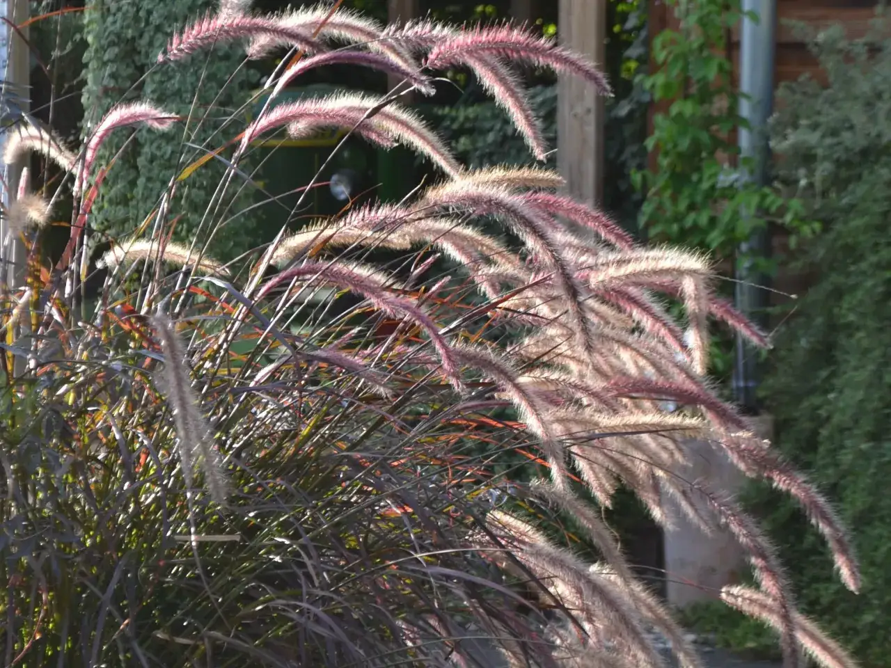 Puszyste kłosy traw ozdobnych w odcieniach różu i brązu, idealne do przycinania wiosną, by cieszyć się ich pięknem przez cały sezon.