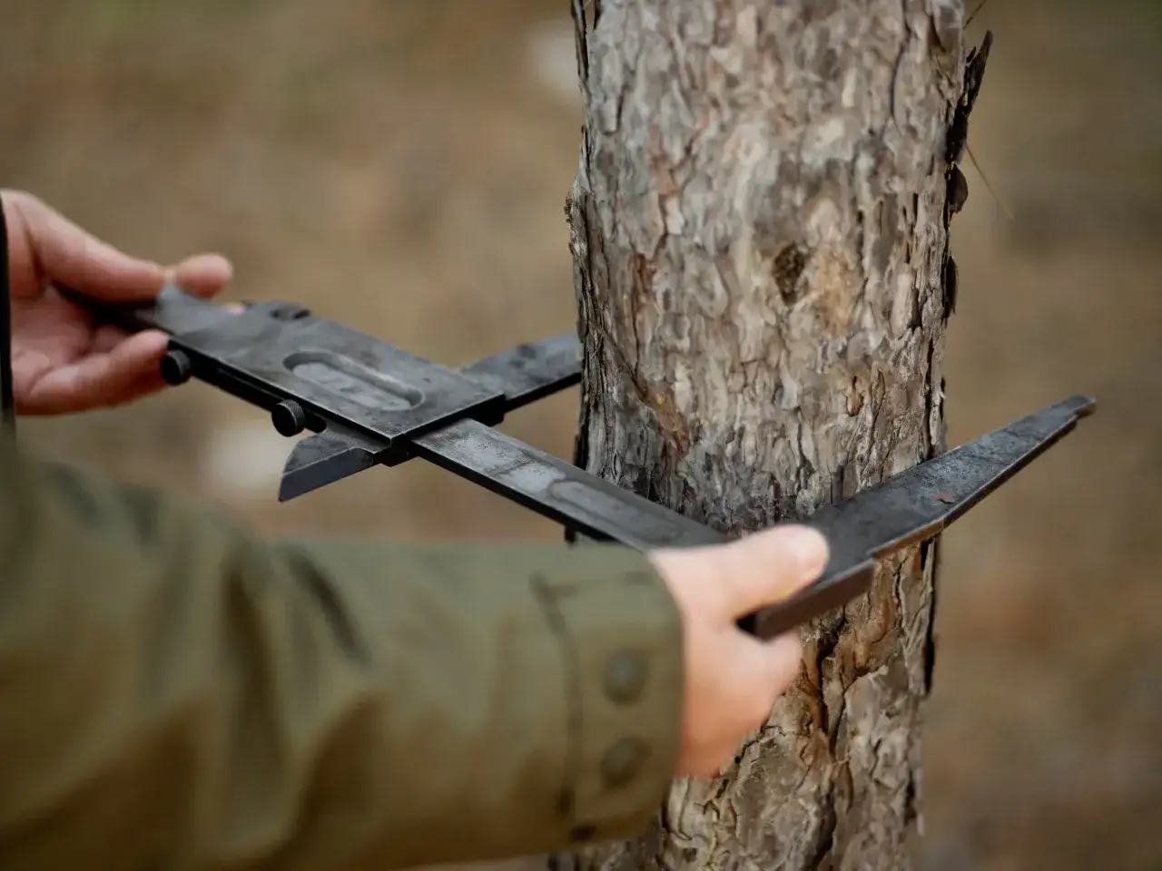 Czy na swojej działce można wyciąć drzewo bez zezwolenia? Sprawdź!