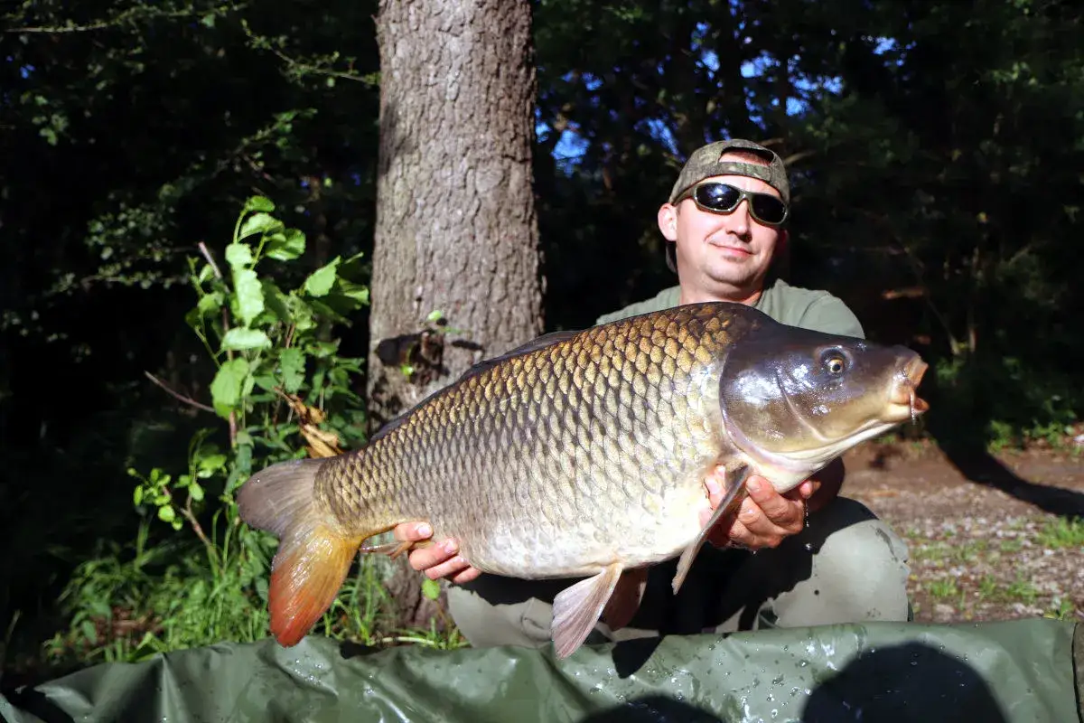 Szczęśliwy wędkarz prezentuje okazałego karpia złowionego na zanętę do metody.