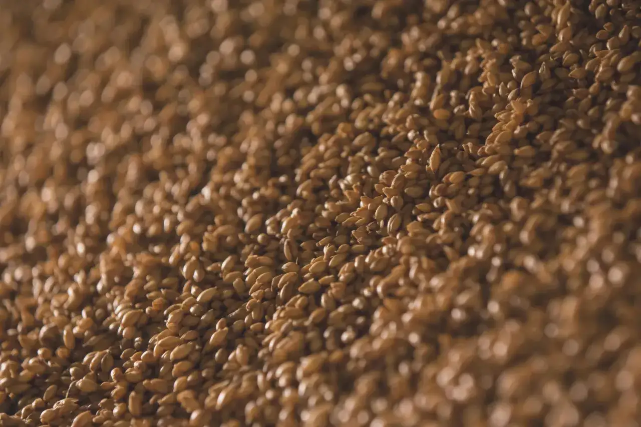 Słód jęczmienny na laktację: jak stosować? Praktyczny poradnik