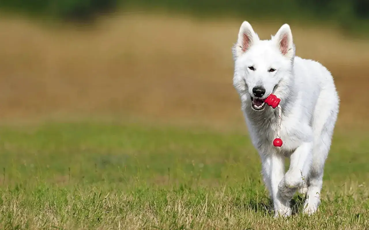 Biały Owczarek Szwajcarski: Lękliwy czy wrażliwy? Prawda o rasie