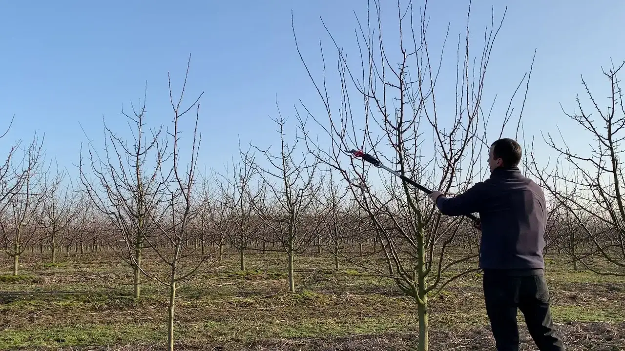 Jak przycinać śliwę węgierkę? Sekret obfitych plonów i zdrowego drzewa
