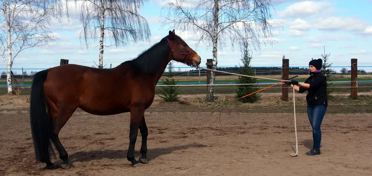 Koń Cię ignoruje? Naucz go przychodzić na zawołanie!