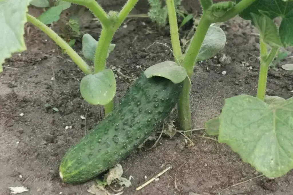Czy można siać ogórki w lipcu? Sprawdź, jak to zrobić skutecznie