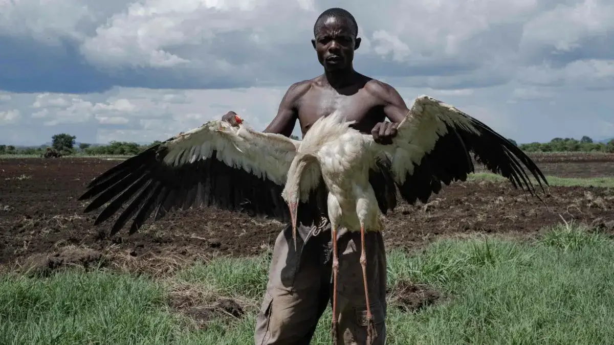 Co jedzą bociany w Afryce? Zaskakujące fakty o ich diecie