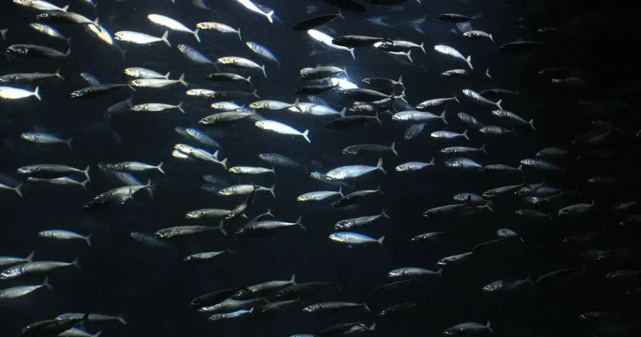 Kiedy łowić śledzie w Bałtyku? Poznaj najlepszy czas na ryby