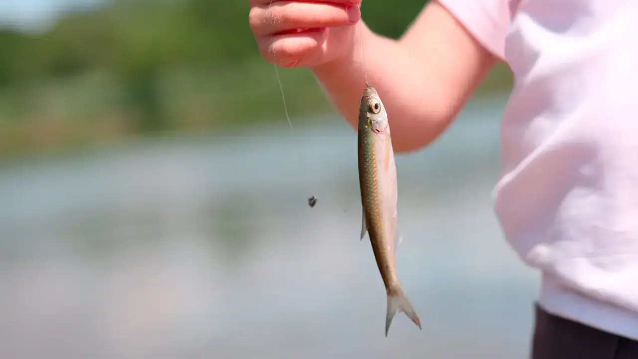 Dziecko trzyma na haczyku małą rybkę, która może posłużyć jako zanęta na ukleje.