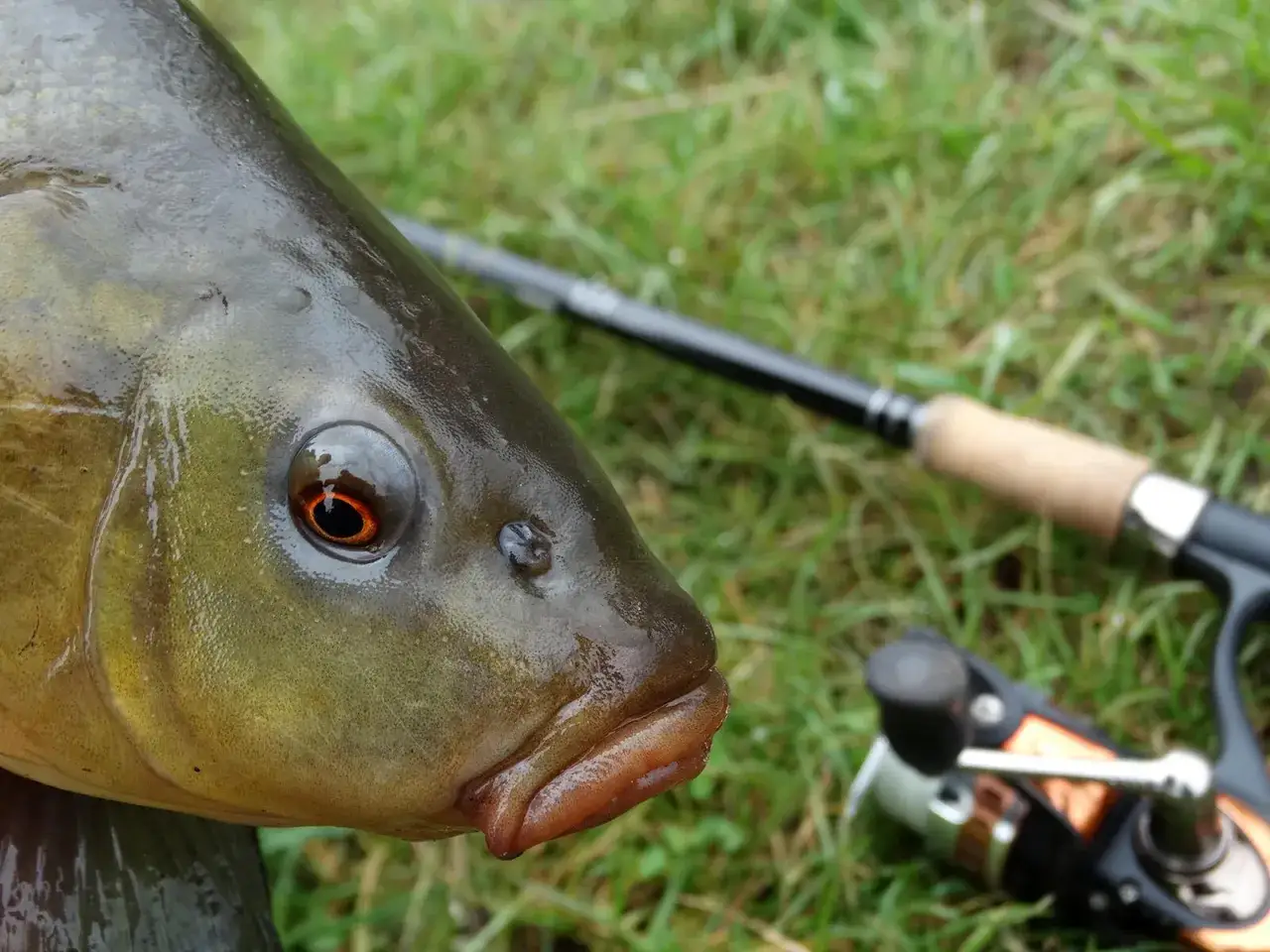Oko lina, które skusiła zanęta, patrzy na wędkę i kołowrotek leżące na trawie.