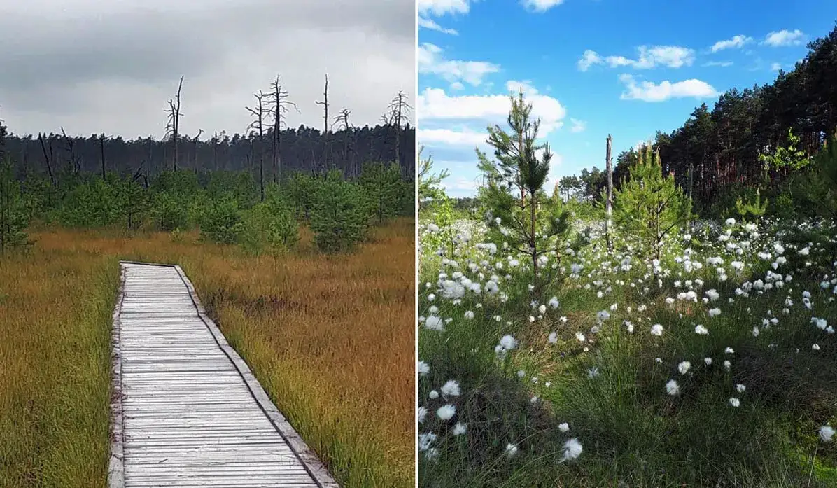 Rezerwat przyrody Obary - tajemnice flory i fauny w sercu natury