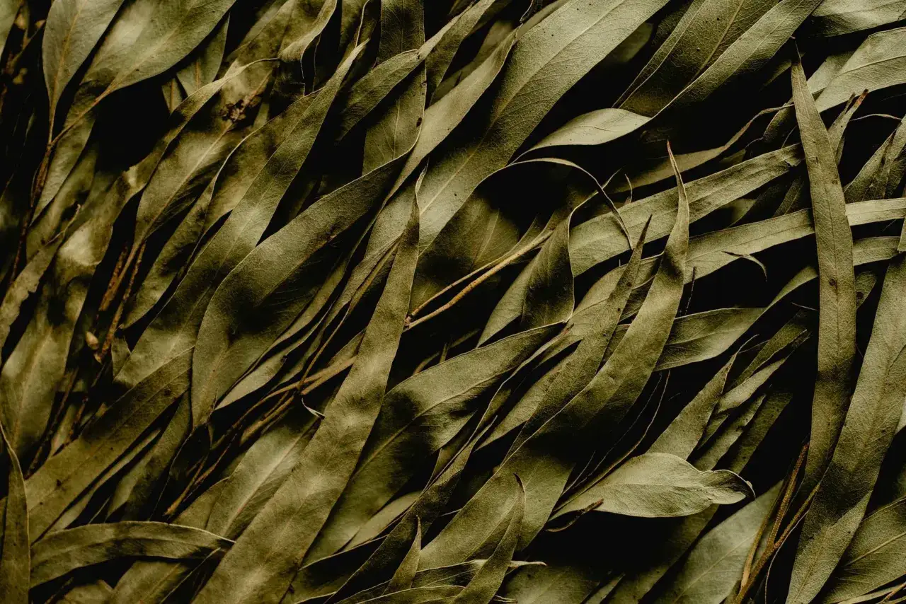 Suszone liście eukaliptusa, idealne do przygotowania inhalacji. Dowiedz się, jak zrobić inhalacje z olejkiem eukaliptusowym.