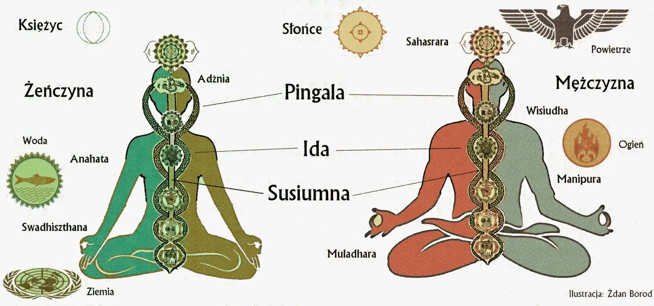 Ilustracja przedstawia schemat ludzkiego ciała z zaznaczonymi siedmioma głównymi czakrami, kanałami Idą, Pingalą i Suszumną.