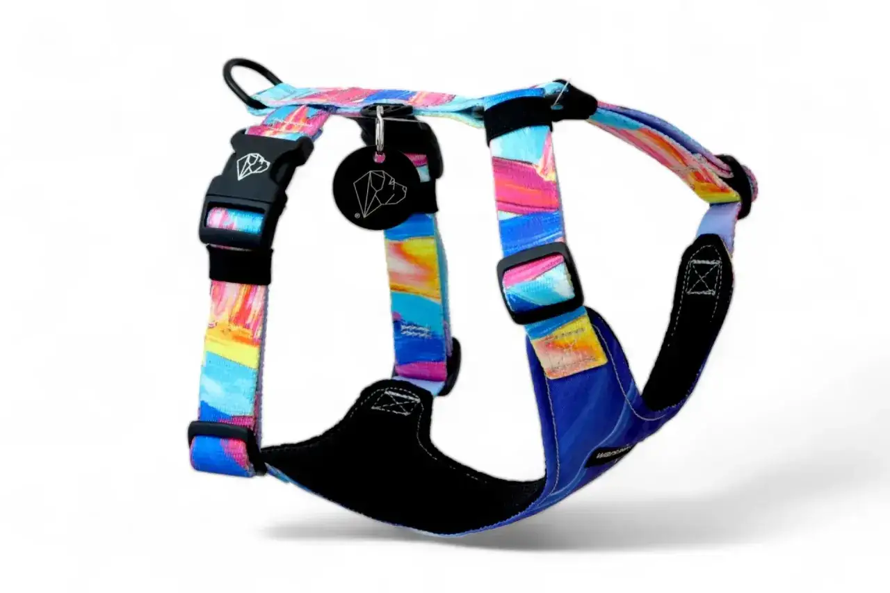 Kolorowe szelki dla amstaffa z czarnymi klamrami i zawieszką z logo. Idealne na spacer!