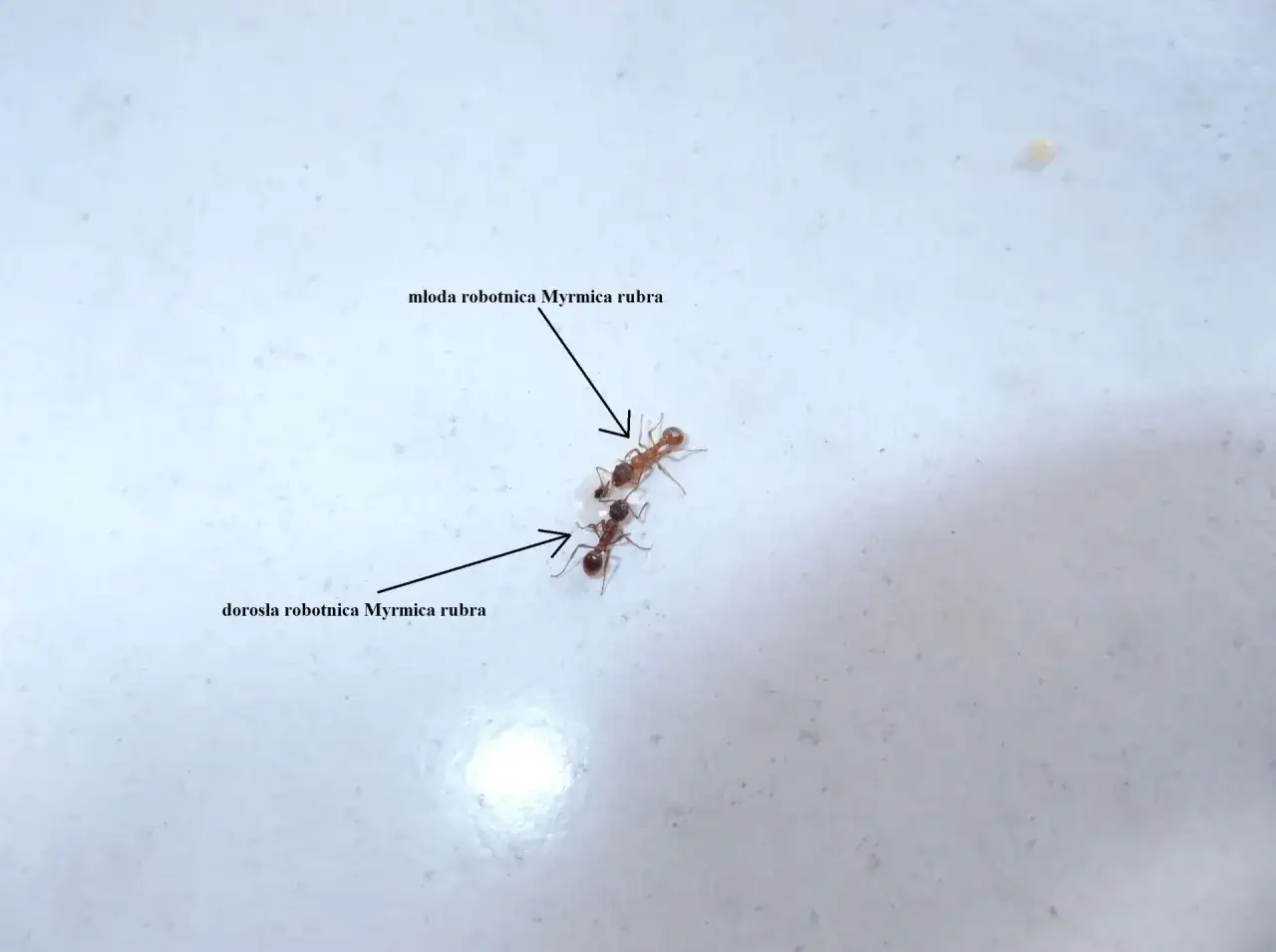 Jak rozmnażają się mrówki? Odkryj tajemnice ich cyklu życia