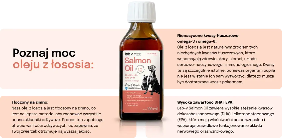 Jaki olej z łososia dla psa? Najlepsze produkty dla zdrowia pupila
