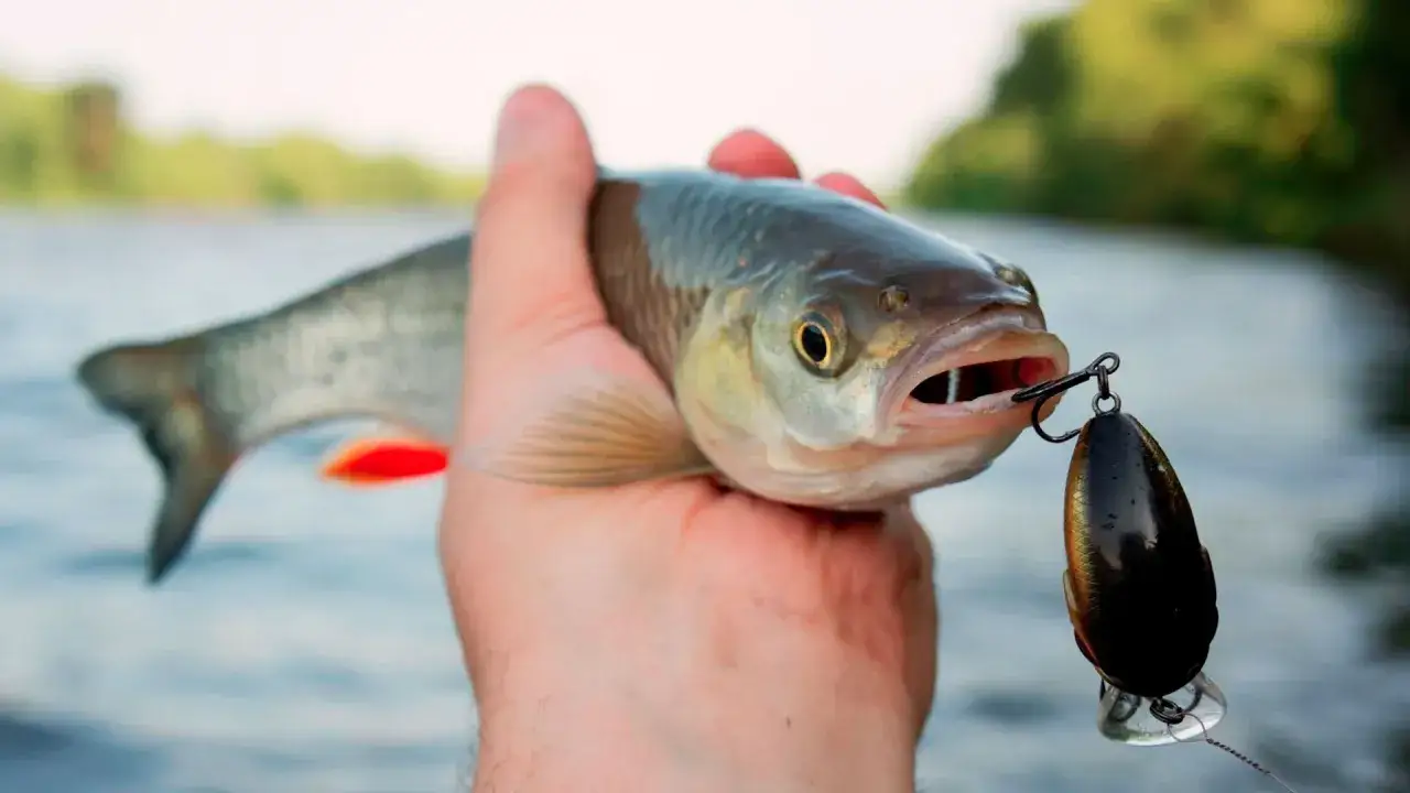 Skuteczne przynęty na lina: Jak złowić tę ostrożną rybę?
