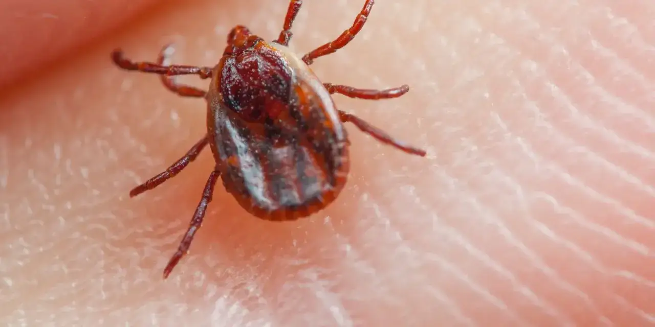 Tężec od kleszcza? Sprawdź, jak naprawdę dochodzi do zakażenia