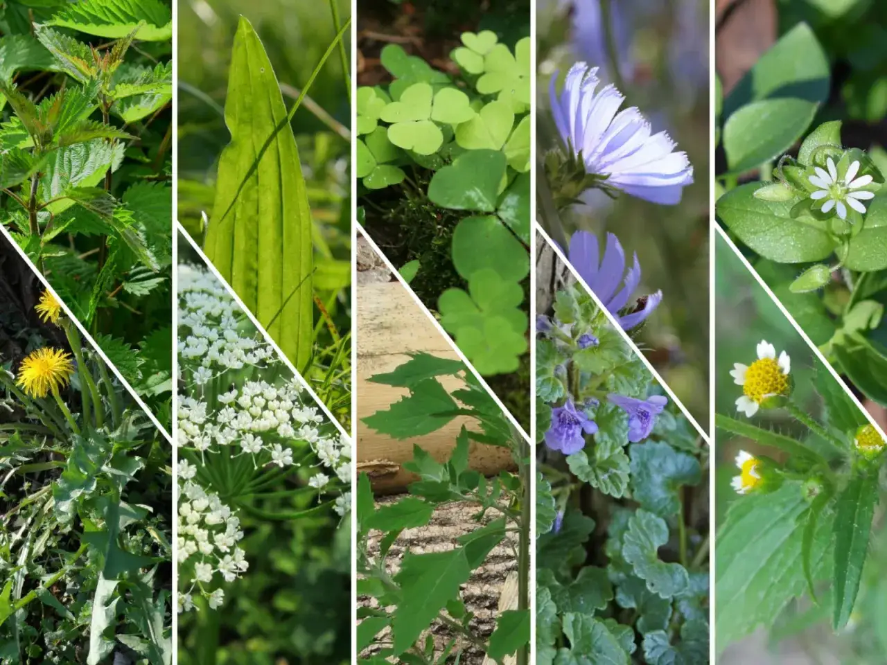 Chwast z fioletowymi kwiatami: Rozpoznaj, usuń, a może... zjedz?