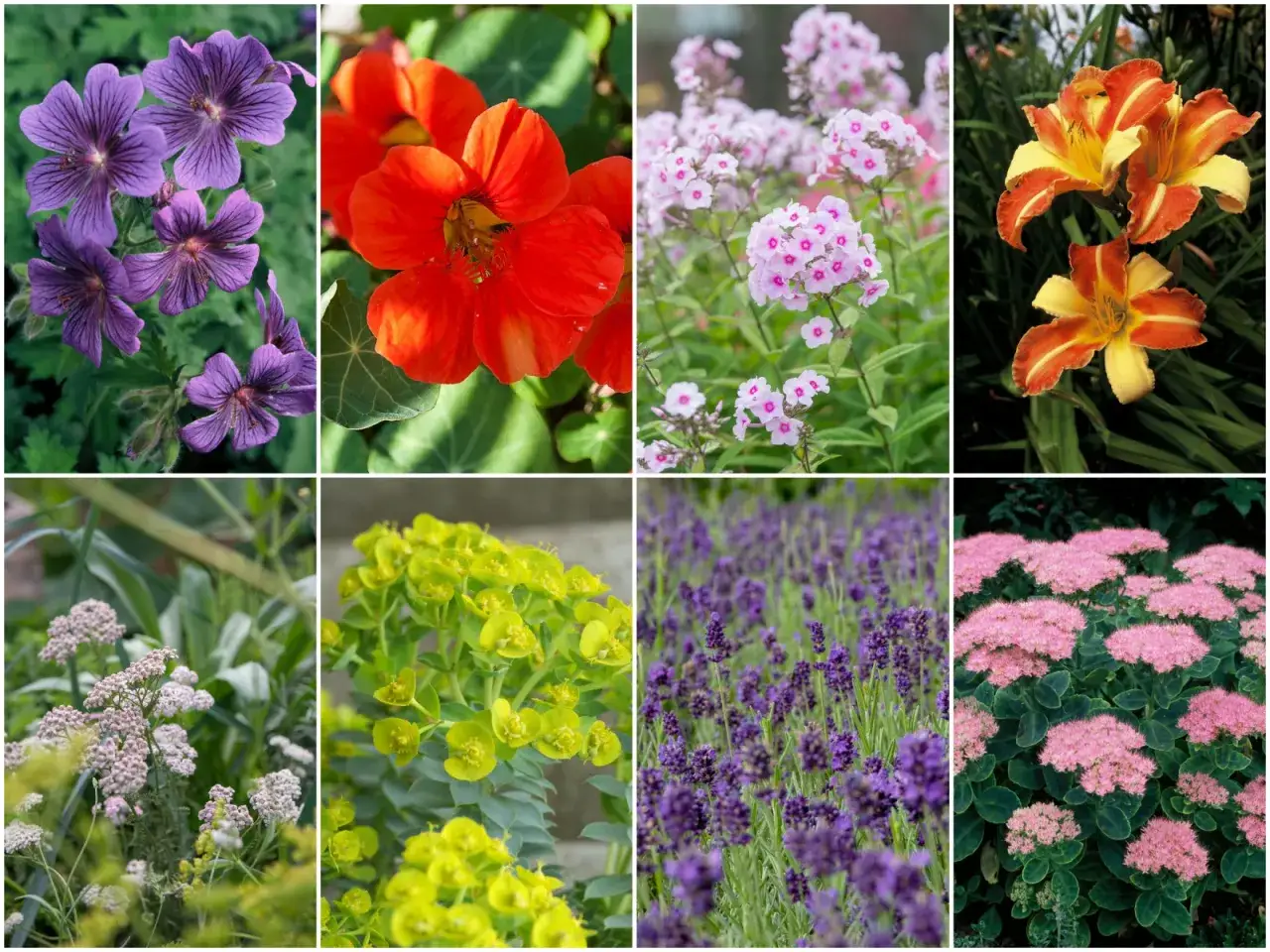 Fiołki, lawenda, bodziszek, wilczomlecz, rudbekia, floks, liliowiec, rozchodnik – rośliny, których nie lubią ślimaki.