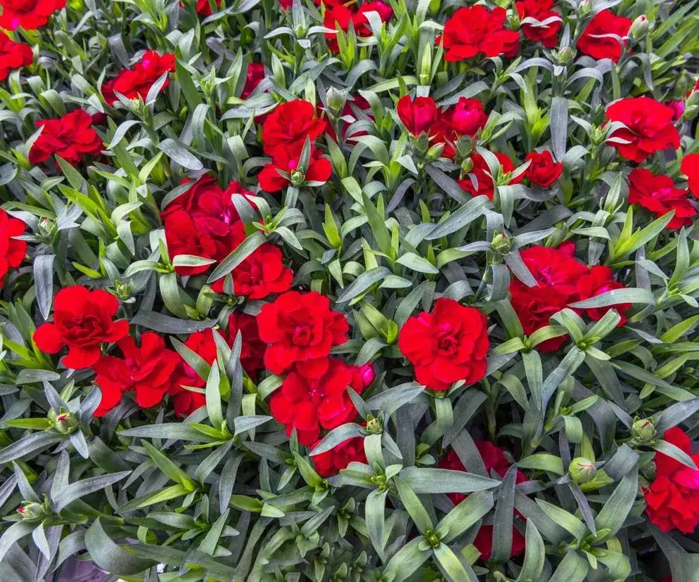 Jak pielęgnować goździki na balkon, by zawsze pięknie kwitły