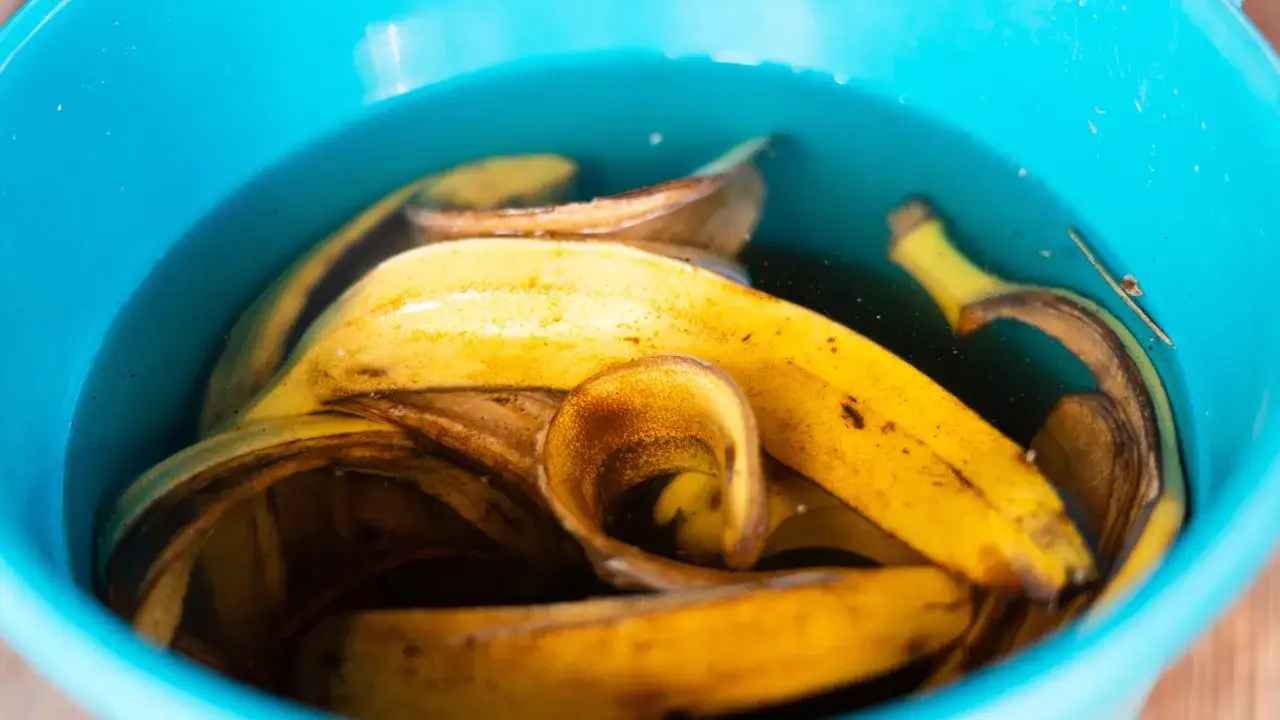 Nawóz z banana: klucz do bujnego kwitnienia i zdrowych roślin.