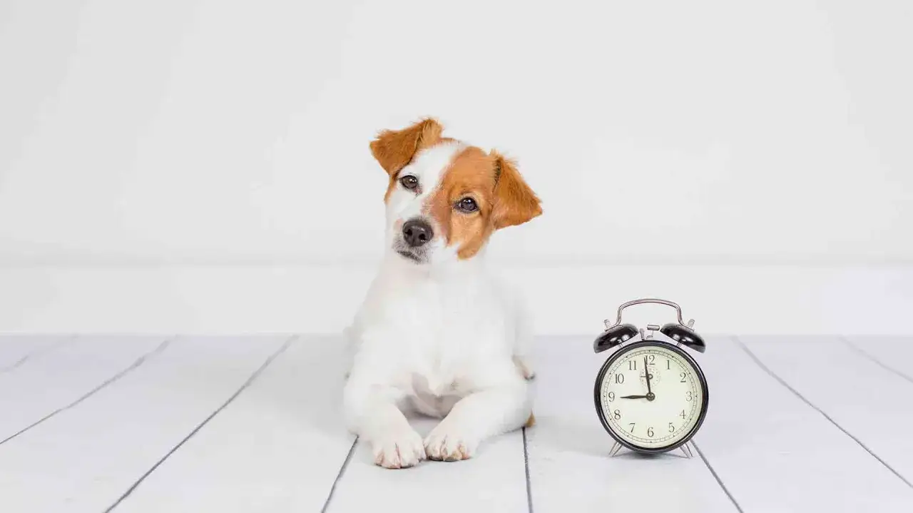 Szczeniak Jack Russell Terrier leży obok budzika. Czas na zabawę, since for kiedy?