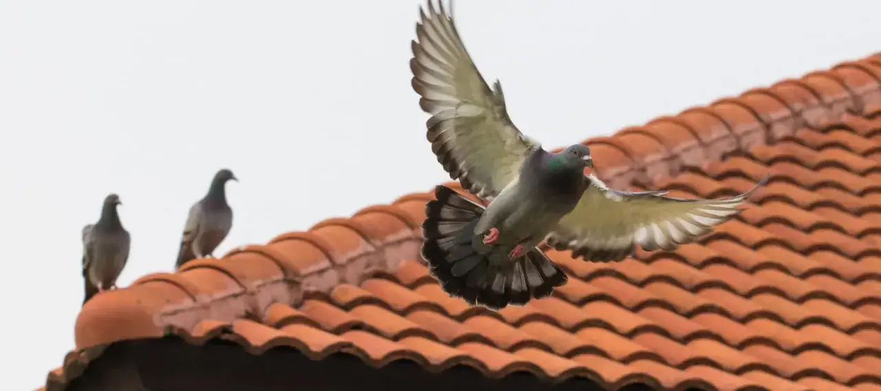 Skuteczne sposoby na zabezpieczenie dachu przed ptakami i ich gniazdami