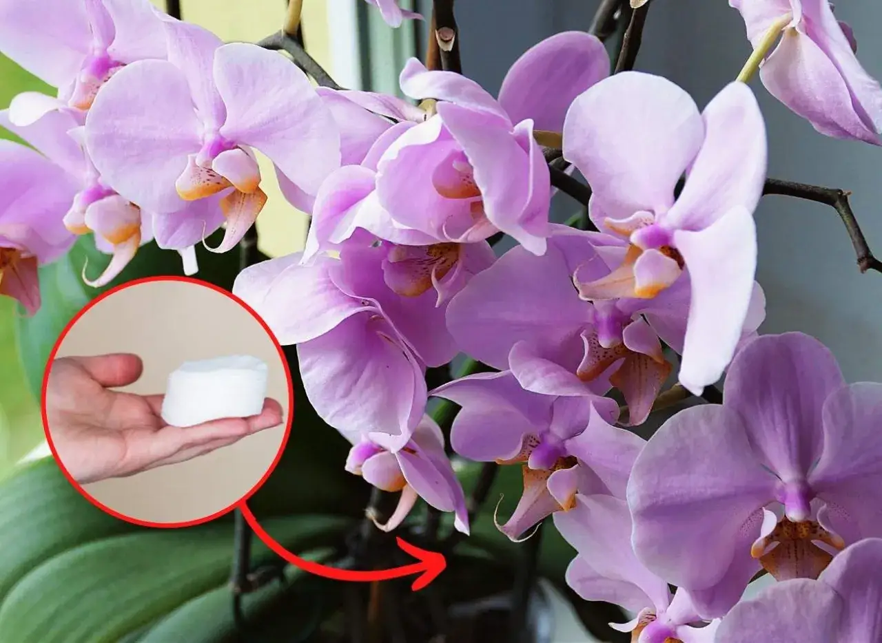 Jak długo kwitnie storczyk? Sekrety obfitego kwitnienia Phalaenopsis