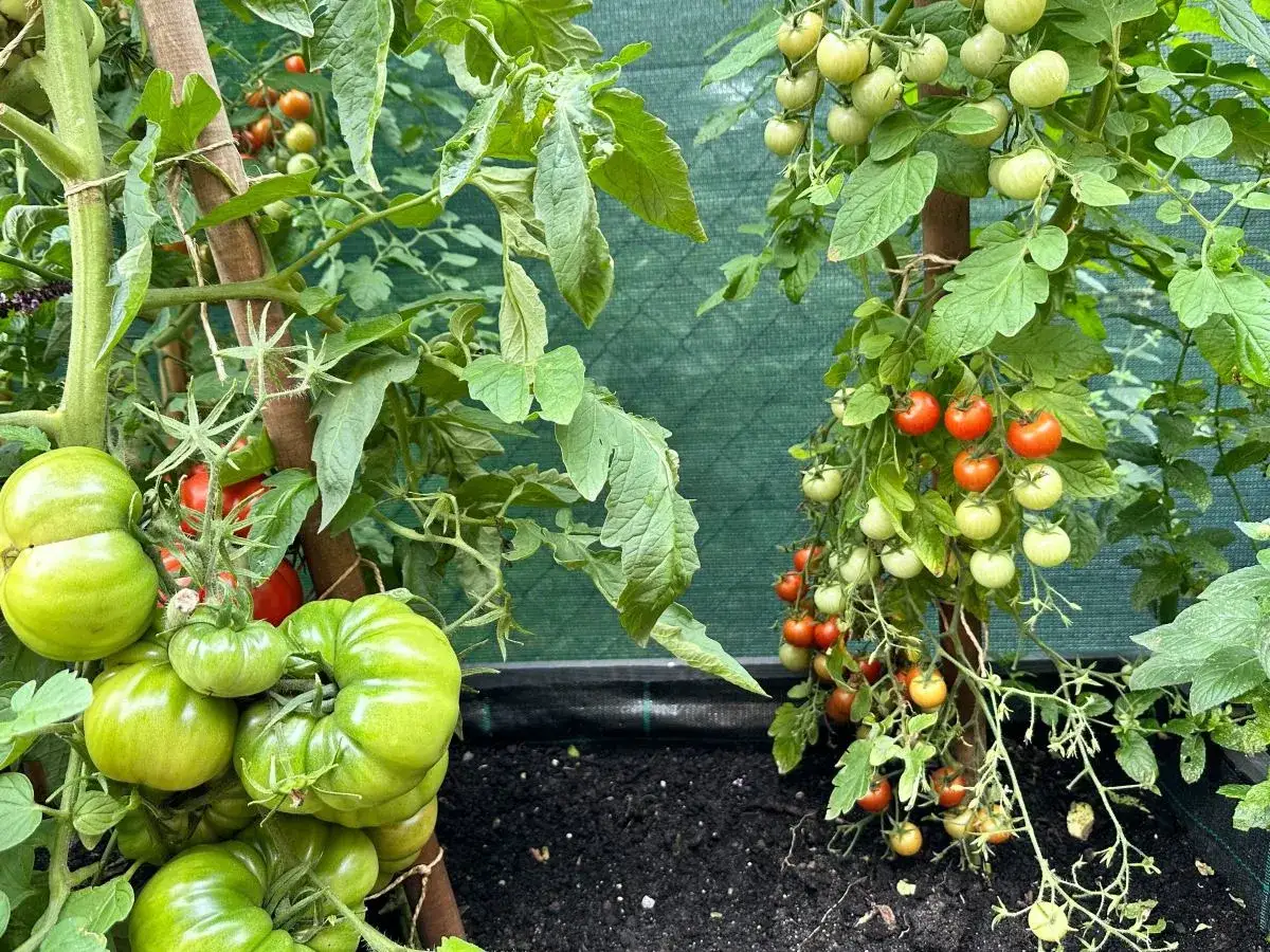 Klucz do obfitych pomidorów w doniczce? Prawidłowe przycinanie!