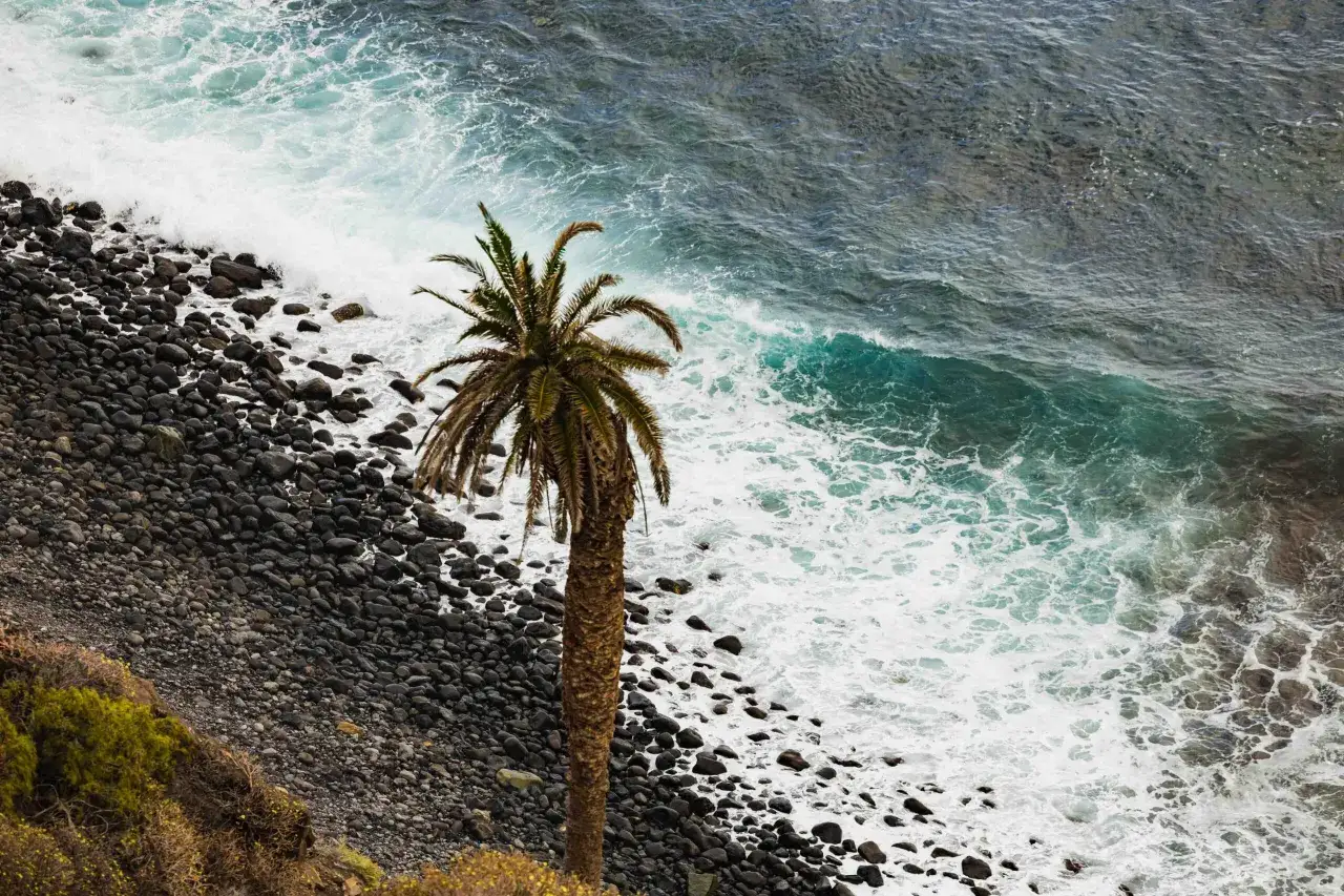 Palma na kamienistej plaży, fale rozbijają się o brzeg. Czy Wyspy Kanaryjskie należą do Unii Europejskiej? Tak, są częścią Hiszpanii.