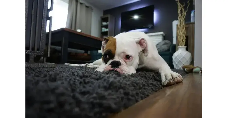 Szczeniak niszczy meble? Zrozum i oducz! Poradnik eksperta.