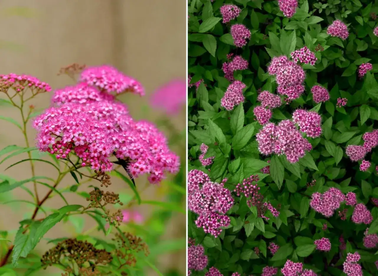 Krzewy tawułek z obfitymi, różowymi kwiatostanami. Dowiedz się, jak przycinać tawułki, by pięknie kwitły.